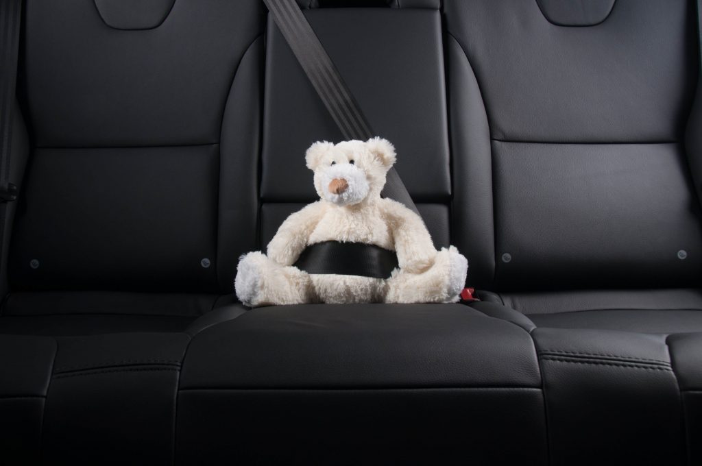 Teddy wearing seat belt