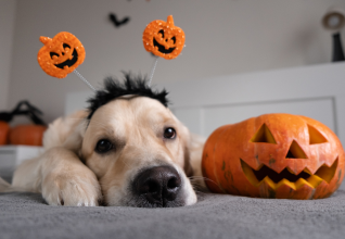 halloween hazards for pets ireland 